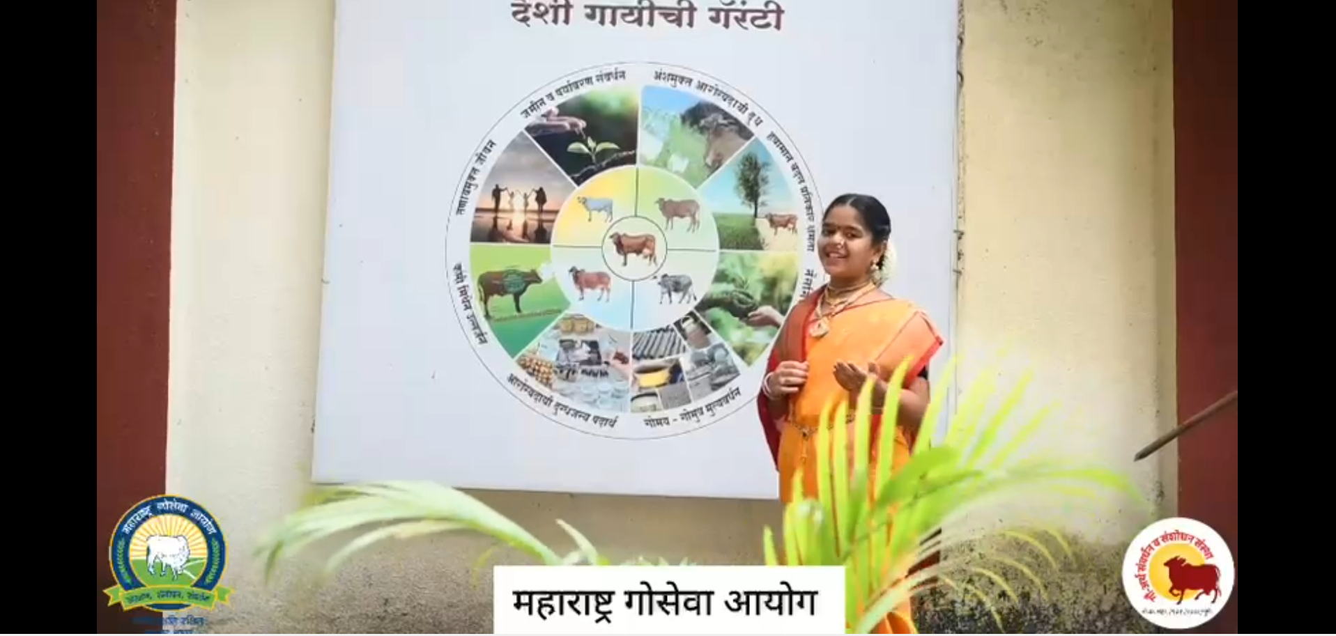 चला देशी गायी पाळू